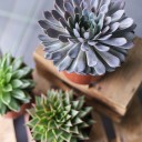 Эхеверия (Echeveria) 15 см - миниатюра 8