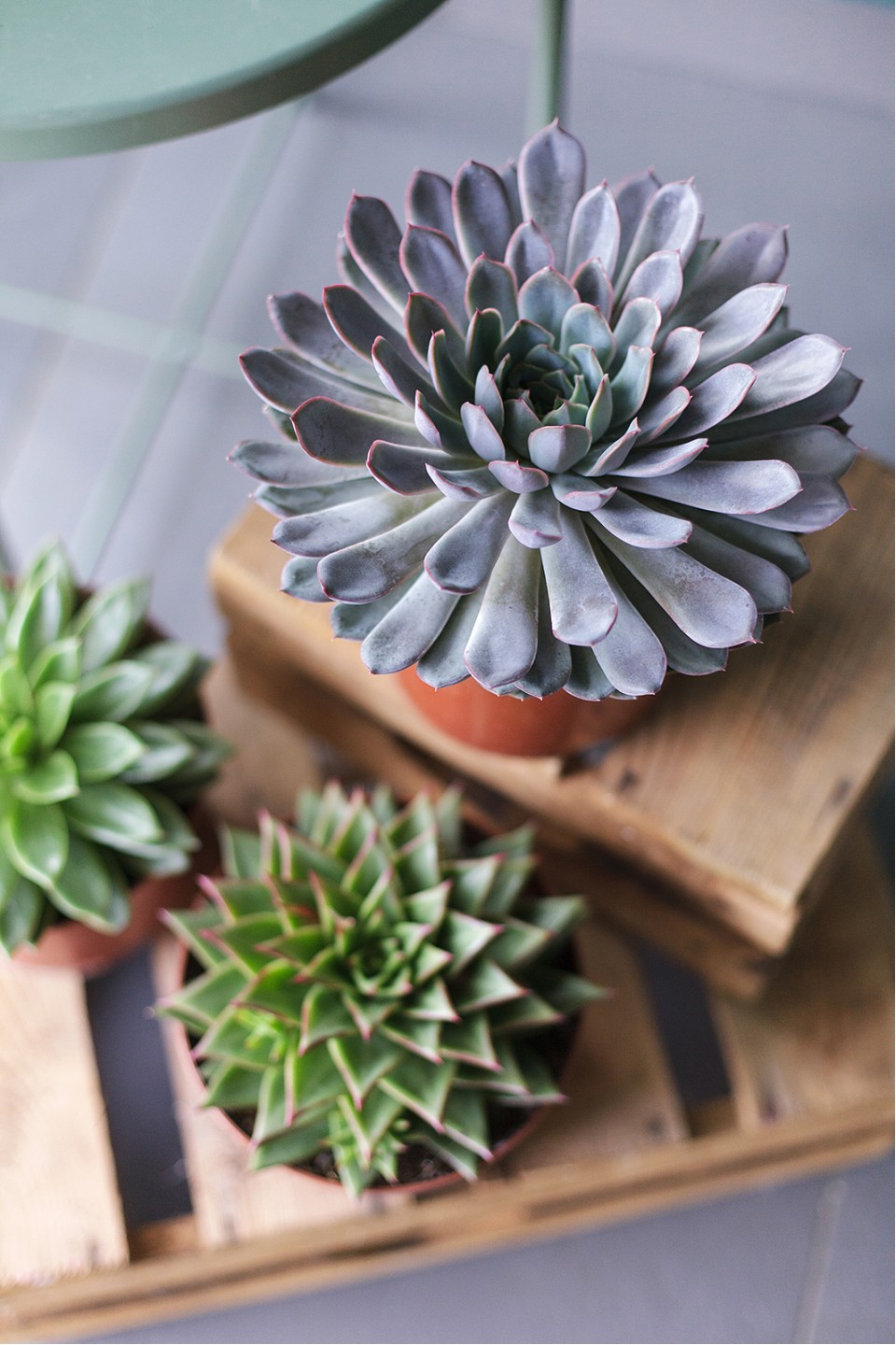 Эхеверия (Echeveria) 15 см 8