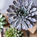 Эхеверия (Echeveria) 15 см - миниатюра 7
