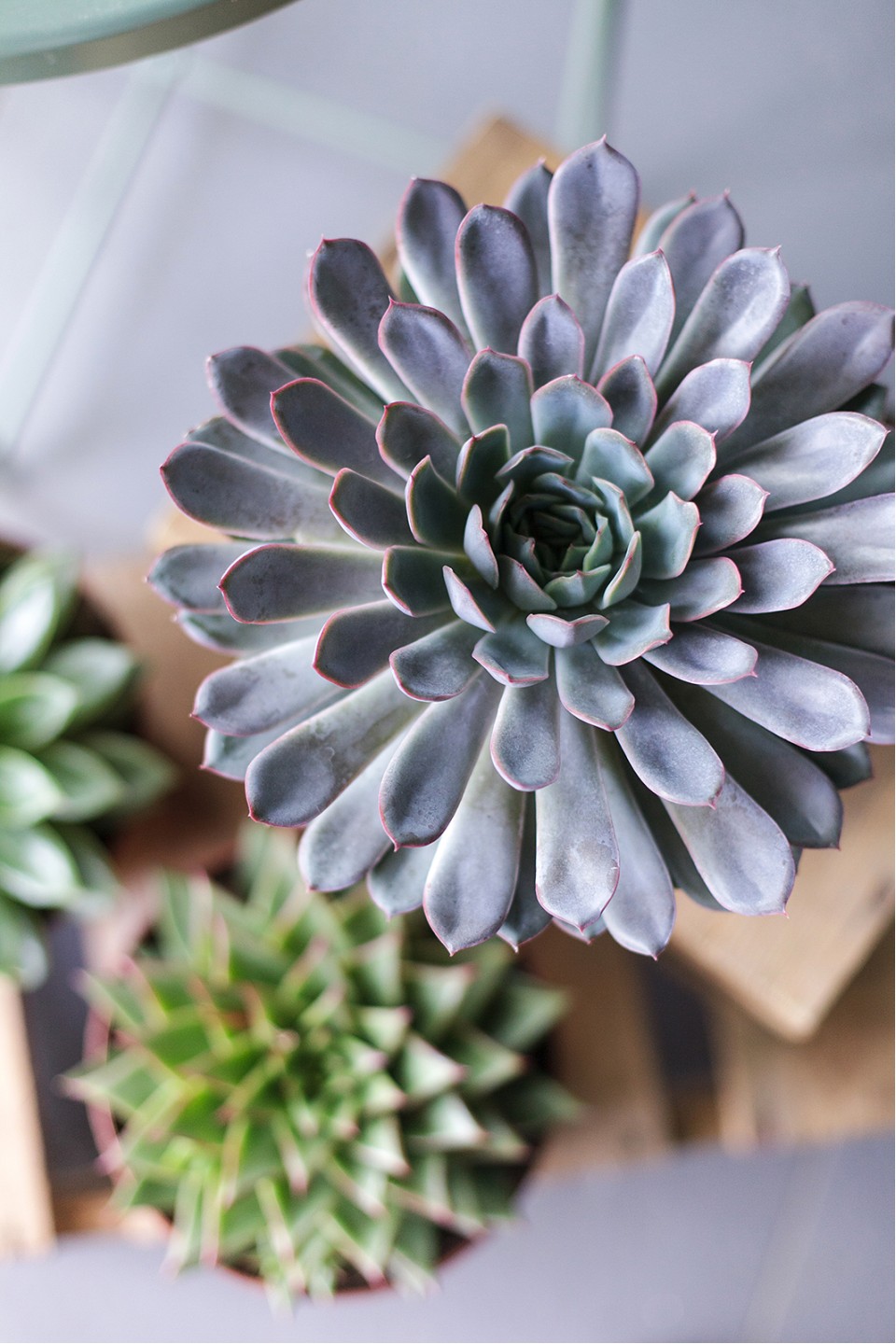 Эхеверия (Echeveria) 15 см 7