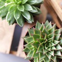 Эхеверия (Echeveria) 15 см - для женщины/молодой пары - миниатюра