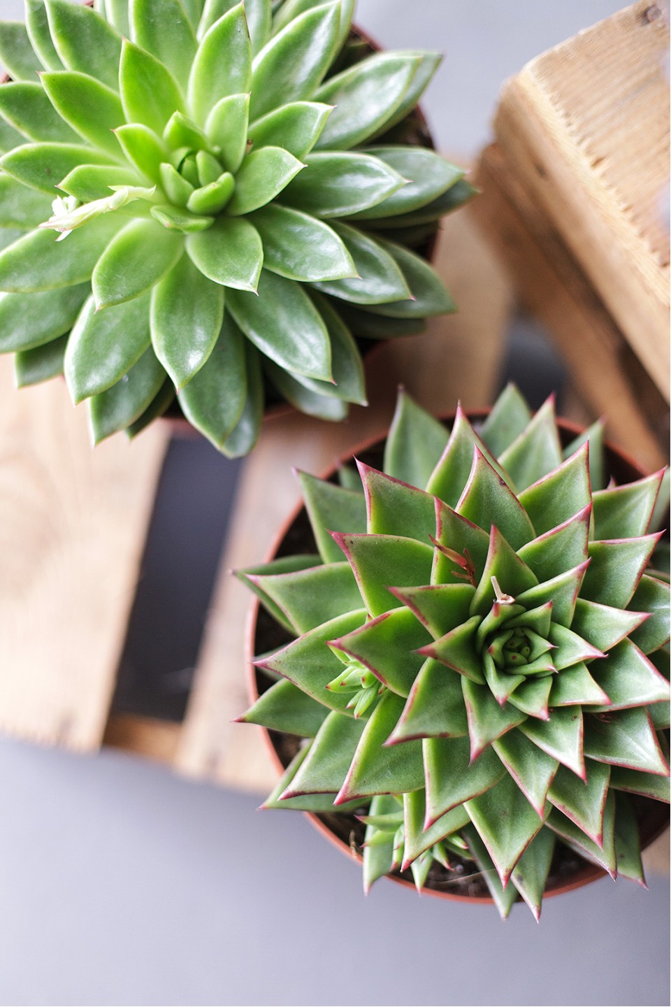 Эхеверия (Echeveria) 15 см - для женщины/молодой пары