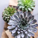 Эхеверия (Echeveria) 15 см - быстрая доставка в Минске - миниатюра