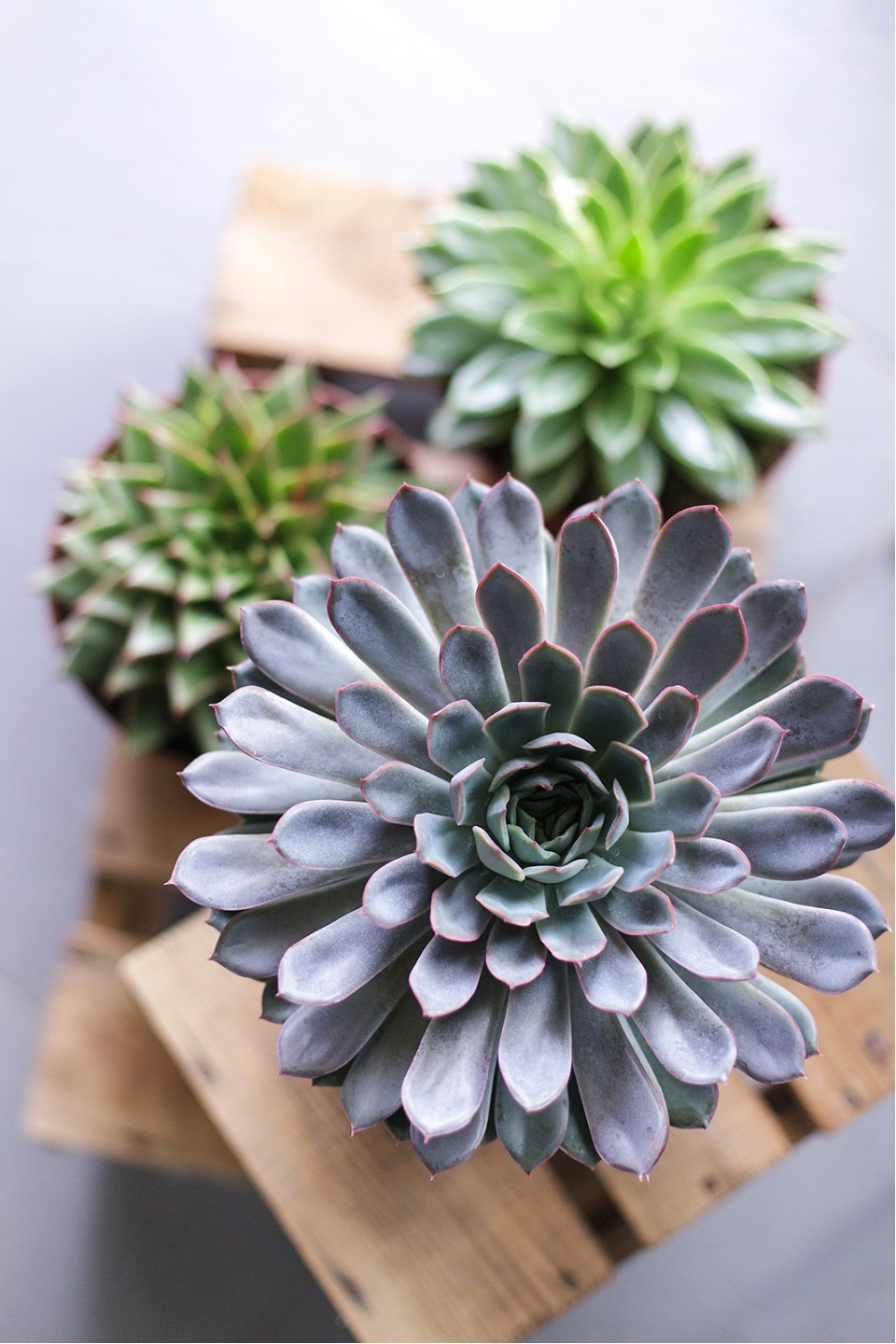 Эхеверия (Echeveria) 15 см - быстрая доставка в Минске