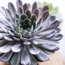 Эхеверия (Echeveria) 15 см - миниатюра 9