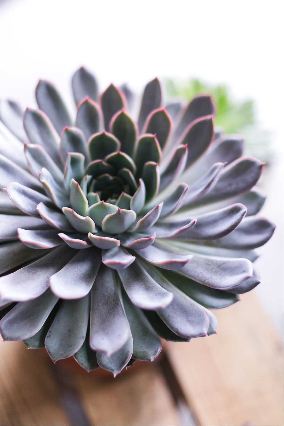 Эхеверия (Echeveria) 15 см 9
