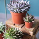 Эхеверия (Echeveria) 15 см - с доставкой по Минску - миниатюра