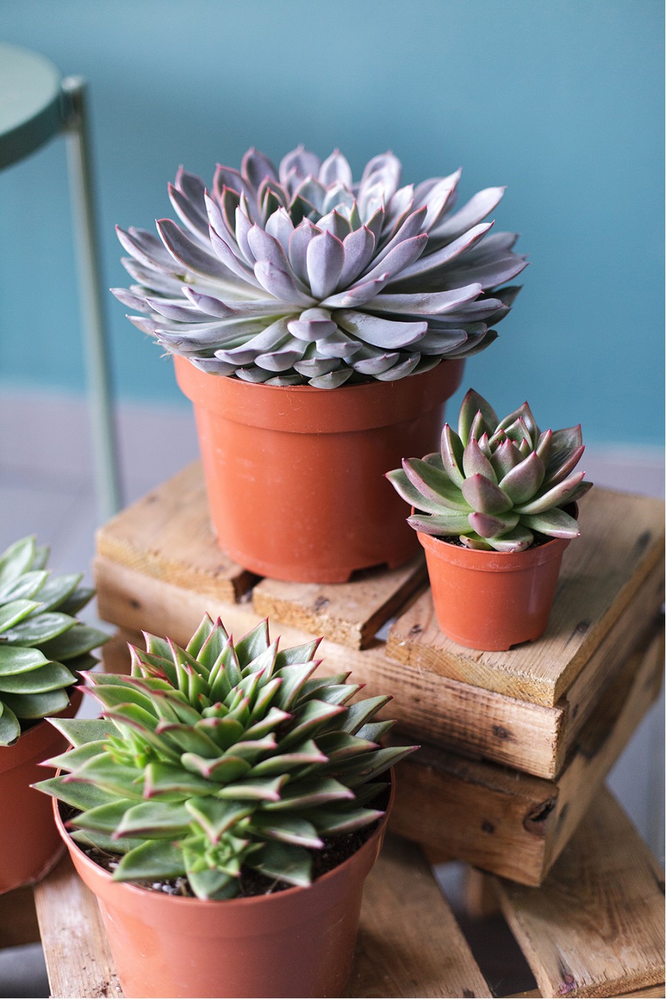 Эхеверия (Echeveria) 15 см - с доставкой по Минску