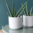 Алоэ (Aloe) 20 см - миниатюра