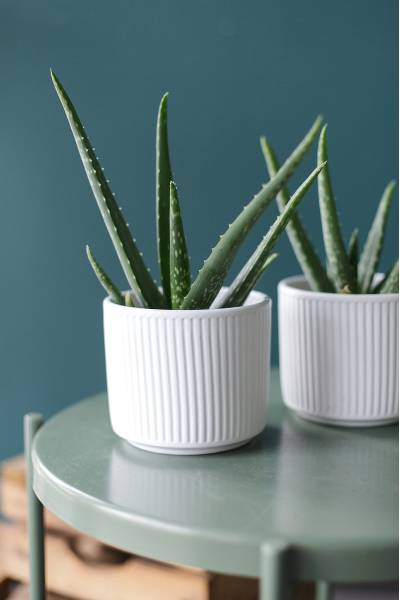 Алоэ (Aloe) 20 см