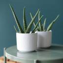 Алоэ (Aloe) 20 см - с добавлением зелени - миниатюра 