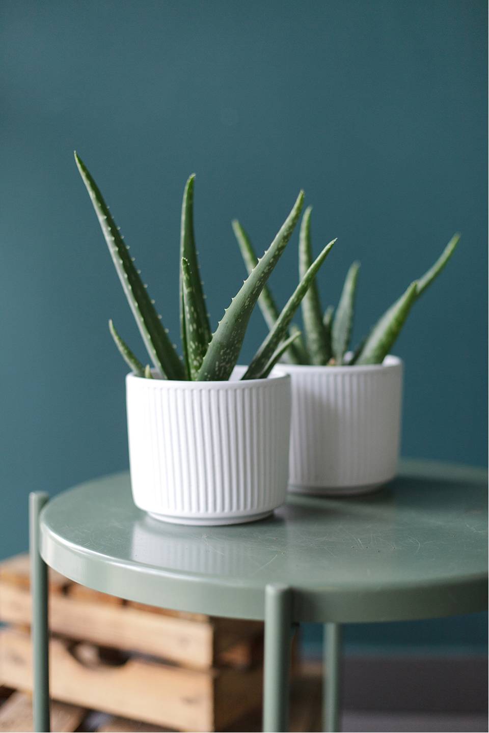 Алоэ (Aloe) 20 см - с добавлением зелени
