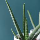Алоэ (Aloe) 20 см - с доставкой по Минску - миниатюра