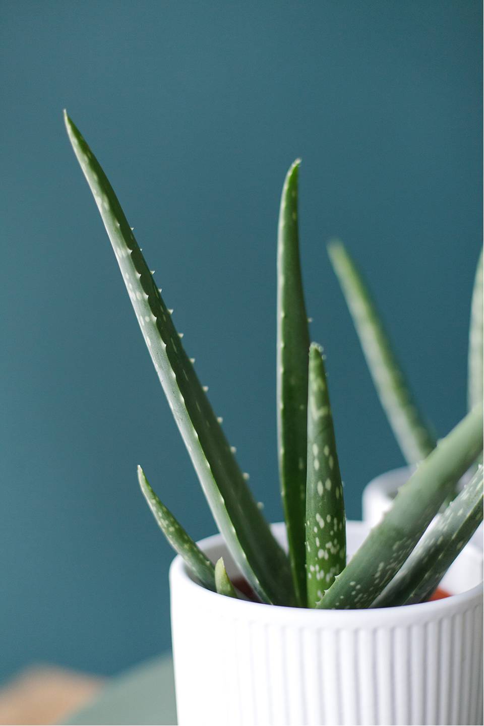 Алоэ (Aloe) 20 см - с доставкой по Минску