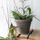 Хойя триколор (Hoya) 50 см - миниатюра