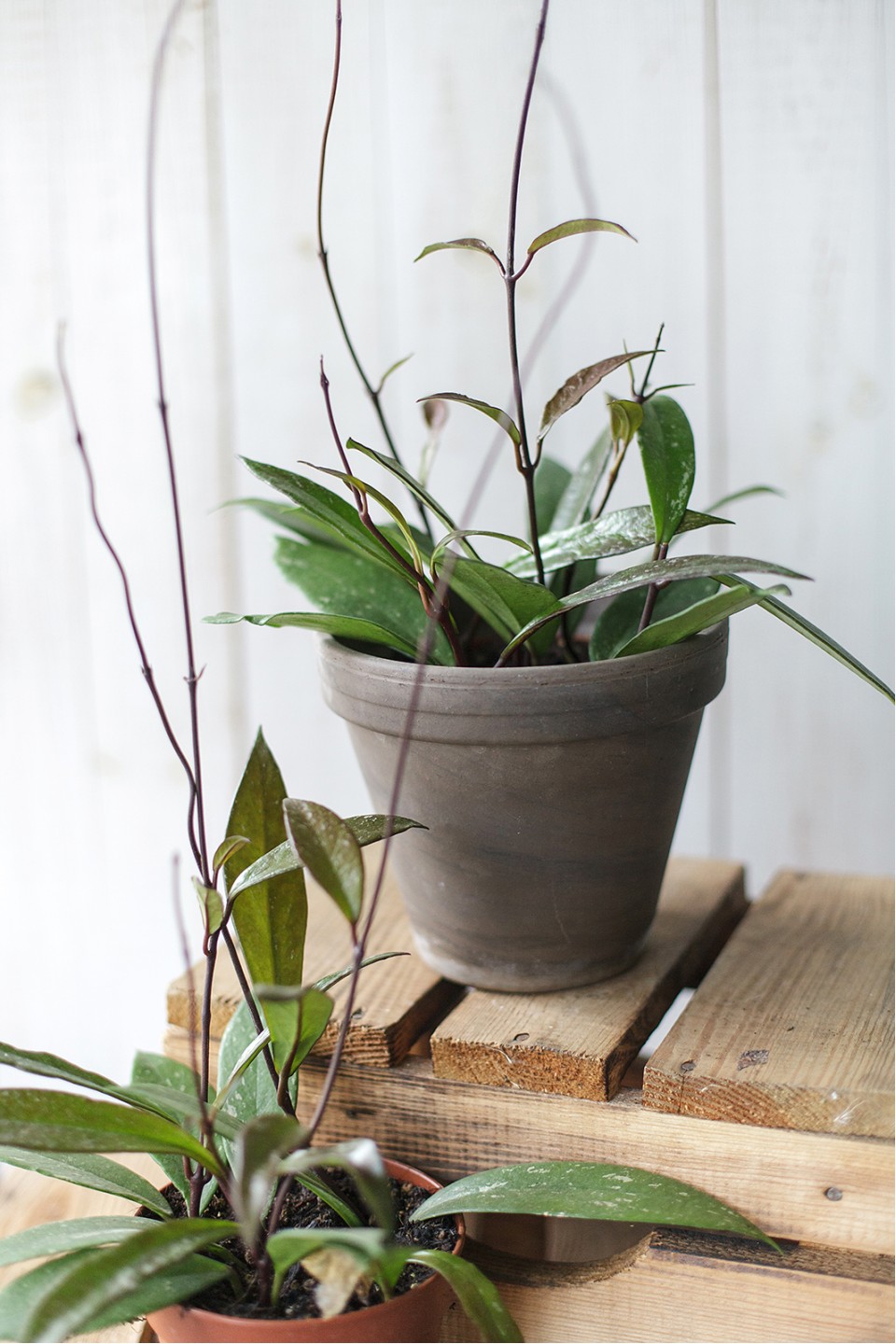 Хойя триколор (Hoya) 50 см