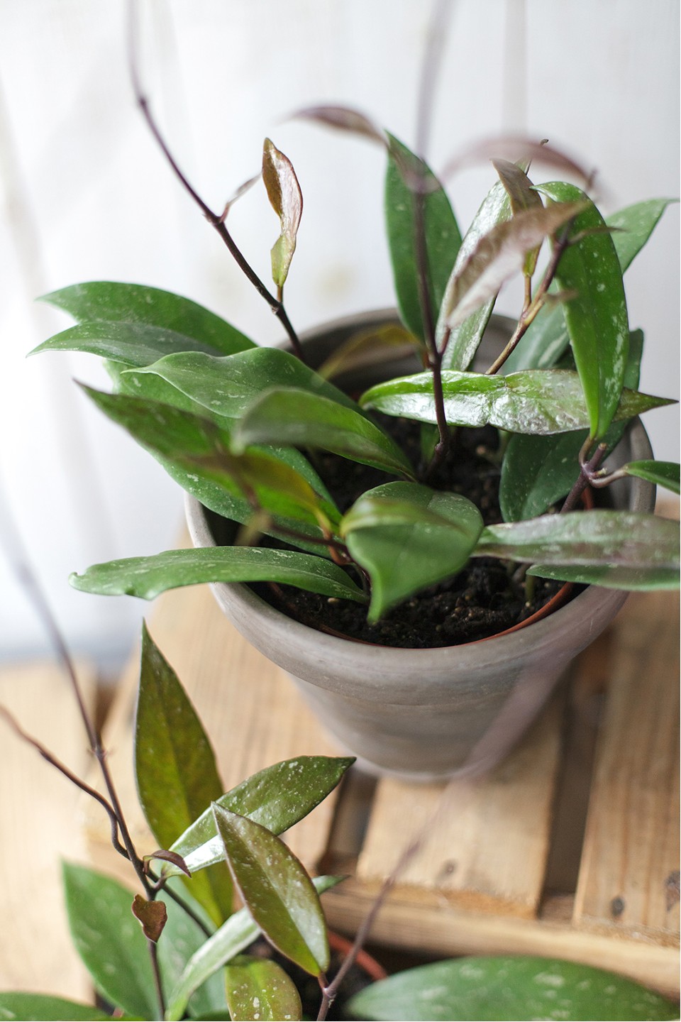 Хойя триколор (Hoya) 50 см 7