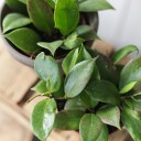 Хойя триколор (Hoya) 50 см - миниатюра 8