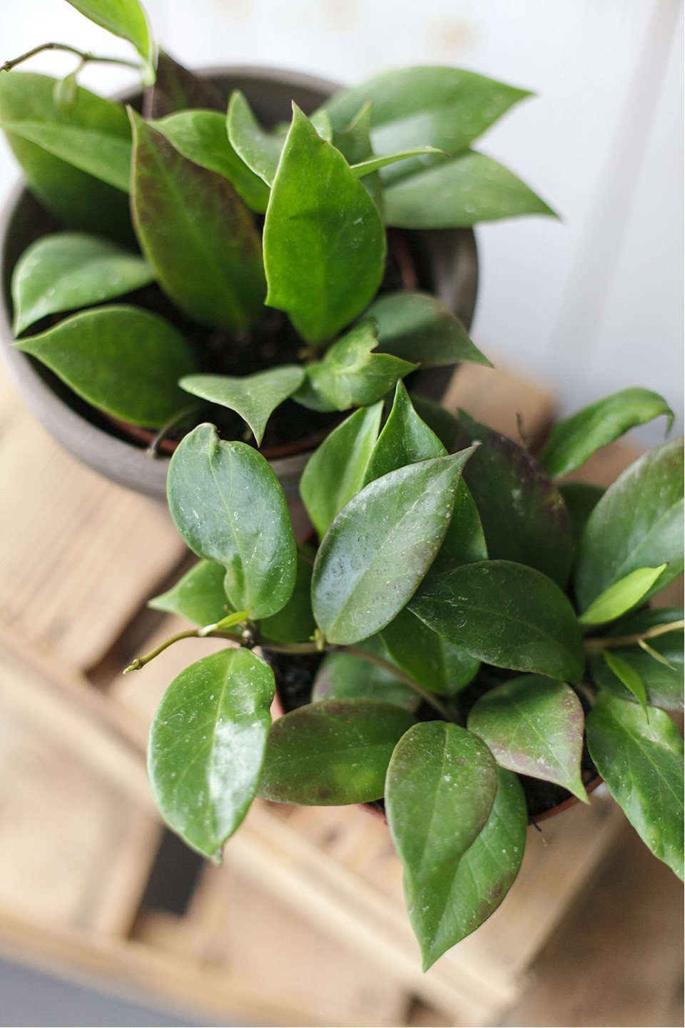 Хойя триколор (Hoya) 50 см 8