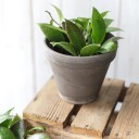 Хойя триколор (Hoya) 50 см - миниатюра 9