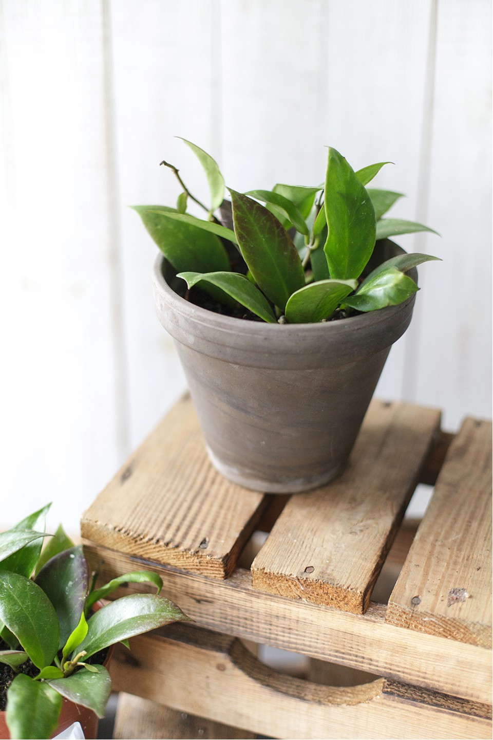 Хойя триколор (Hoya) 50 см 9