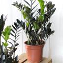 Черный замиокулькас (Zamioculcas Blaсk Raven/ Davon) - миниатюра