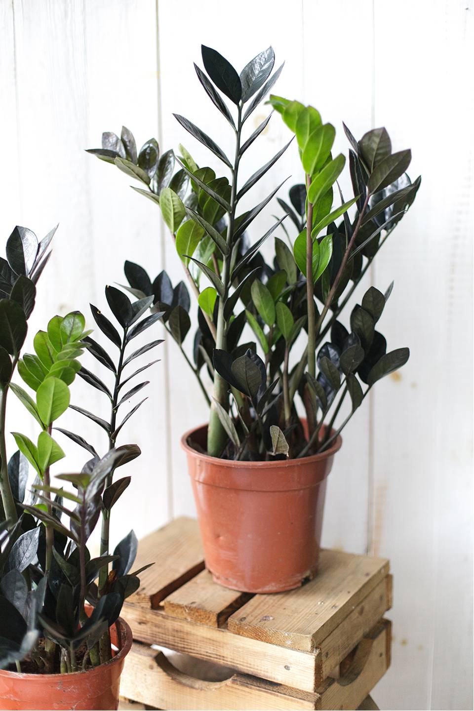 Черный замиокулькас (Zamioculcas Blaсk Raven/ Davon)