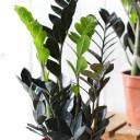 Черный замиокулькас (Zamioculcas Blaсk Raven/ Davon) - с доставкой по Минску - миниатюра