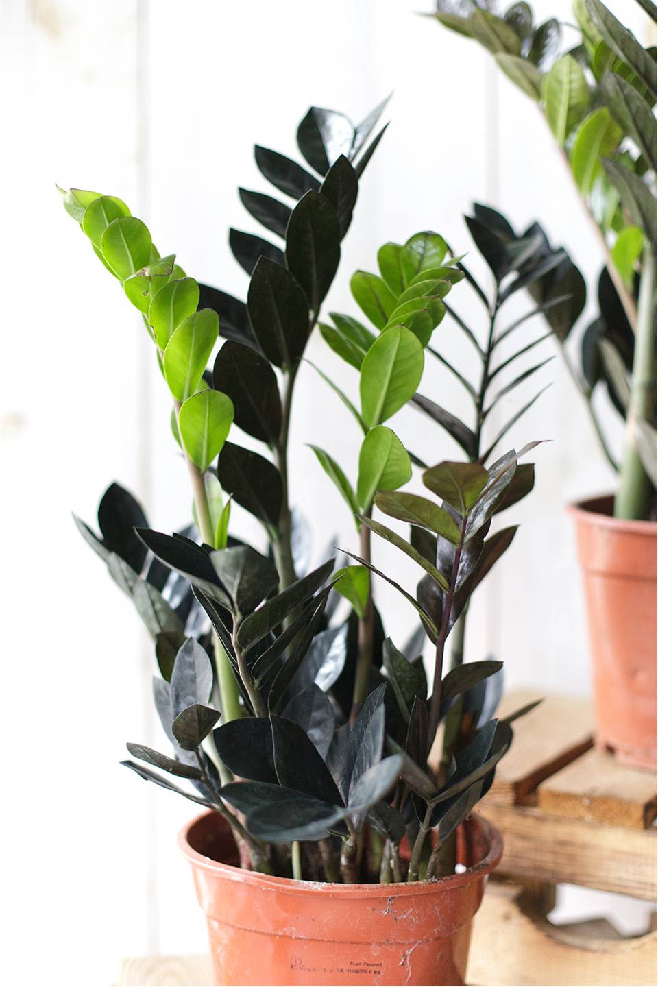 Черный замиокулькас (Zamioculcas Blaсk Raven/ Davon) - с доставкой по Минску