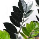 Черный замиокулькас (Zamioculcas Blaсk Raven/ Davon) - подарочное оформление - миниатюра