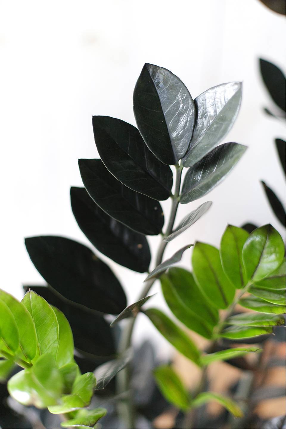 Черный замиокулькас (Zamioculcas Blaсk Raven/ Davon) - подарочное оформление