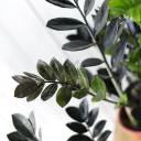 Черный замиокулькас (Zamioculcas Blaсk Raven/ Davon) - с добавлением зелени - миниатюра 