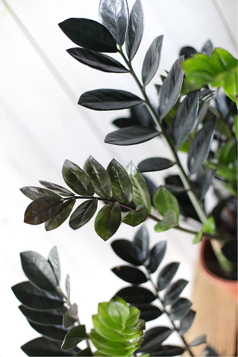 Черный замиокулькас (Zamioculcas Blaсk Raven/ Davon) - с добавлением зелени