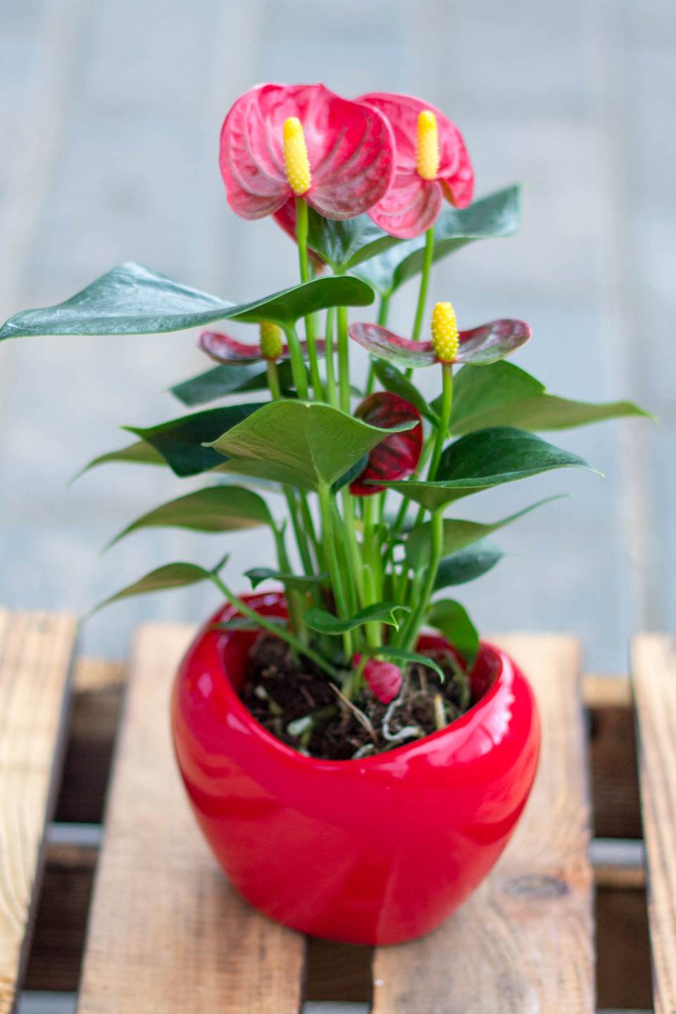 Антуриум микс в керамическом кашпо 50-14