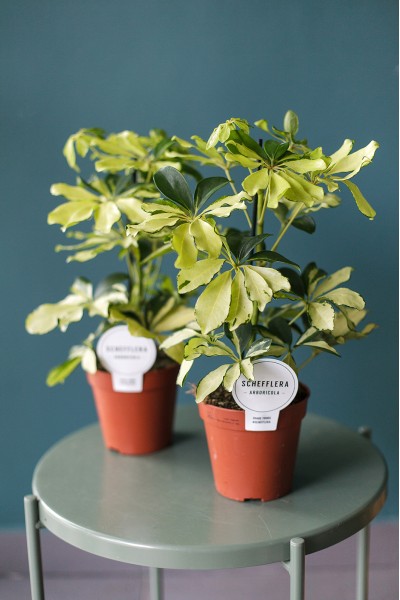 Шефлера Мелани (Schefflera Melanie) 50 см