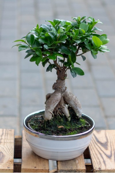 Фикус женьшень маленький (Ficus Ginseng Ceramic)