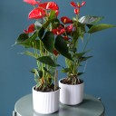 Антуриум красный (Anthurium red) - миниатюра