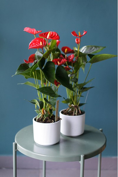 Антуриум красный (Anthurium red)
