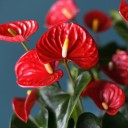Антуриум красный (Anthurium red) - быстрая доставка в Минске - миниатюра