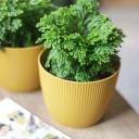 Селагинелла Джори (Selaginella Jori) 20 см - миниатюра