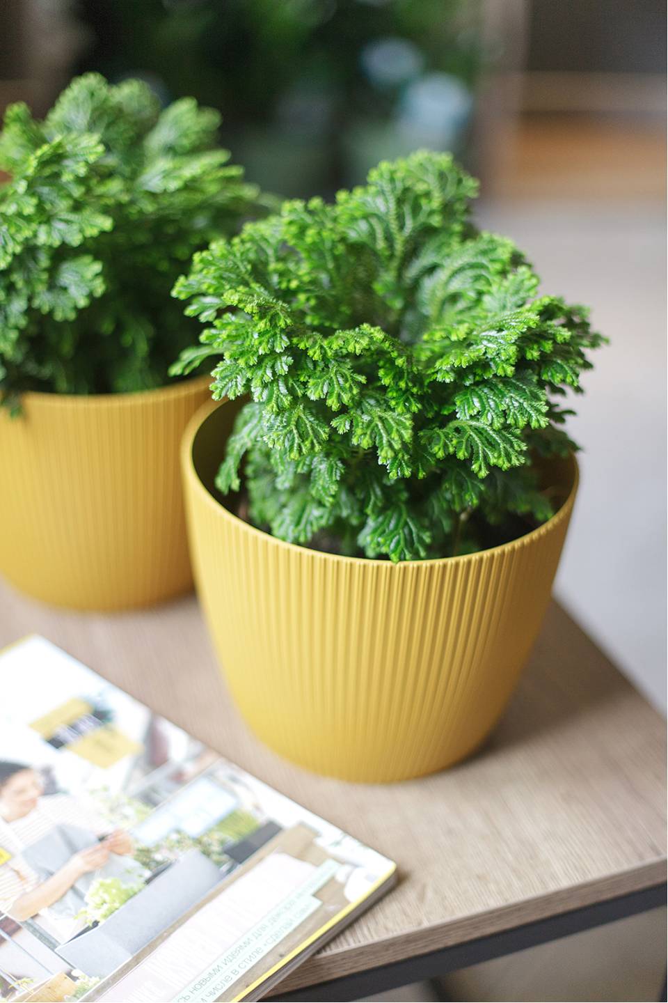 Селагинелла Джори (Selaginella Jori) 20 см