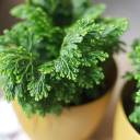 Селагинелла Джори (Selaginella Jori) 20 см - с доставкой по Минску - миниатюра