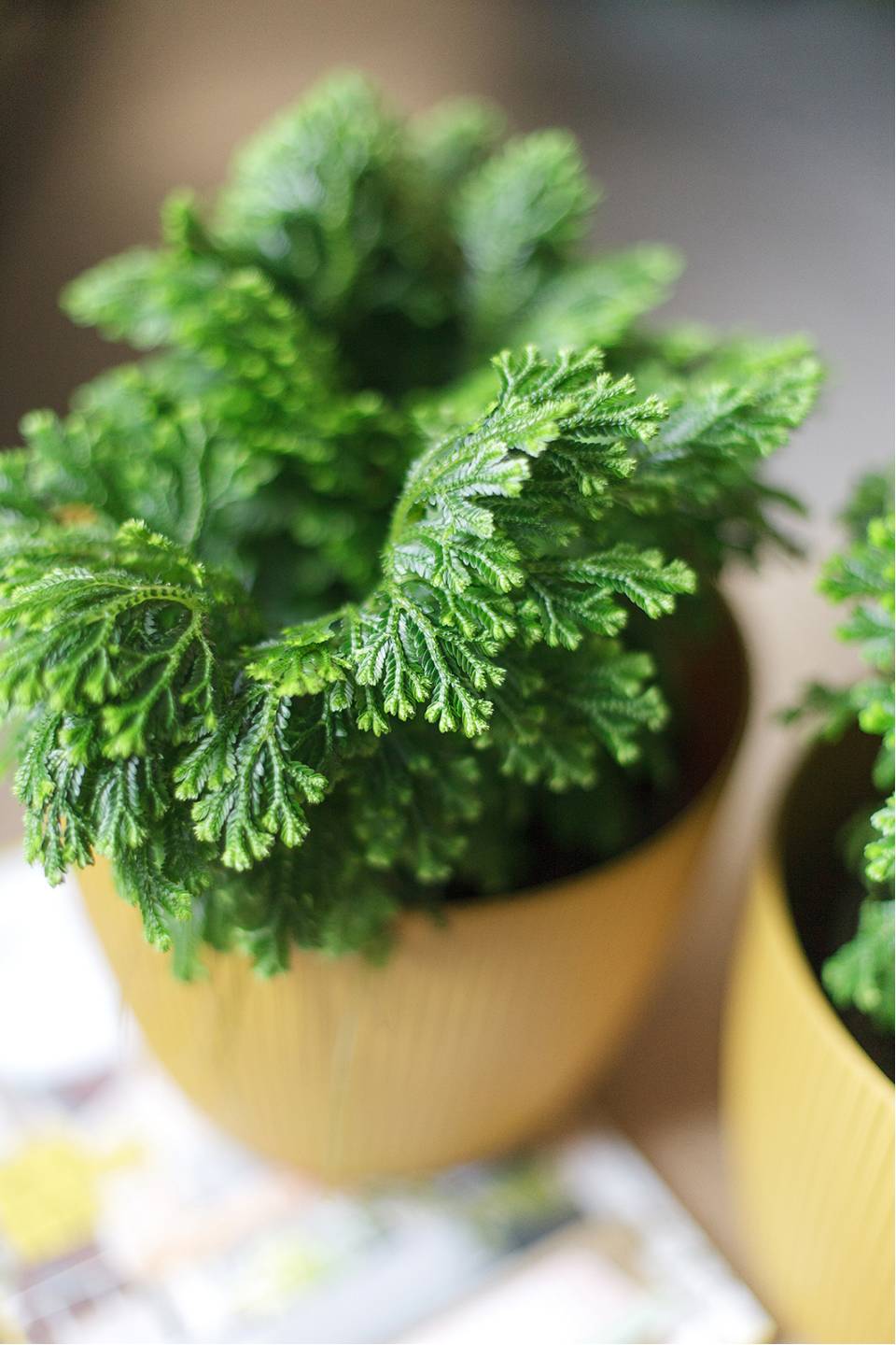 Селагинелла Джори (Selaginella Jori) 20 см - с доставкой по Минску