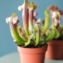 Саррацения (мухоловка) - миниатюра