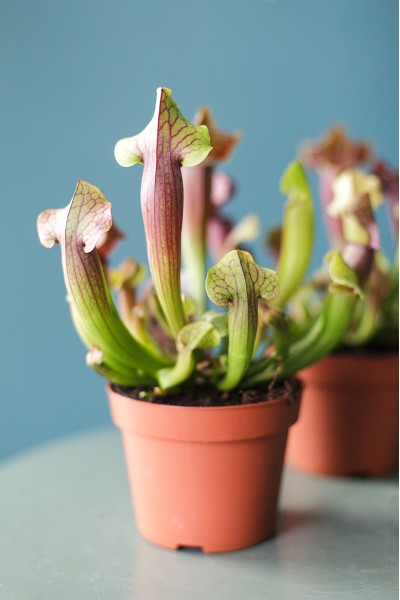 Саррацения (мухоловка)