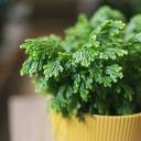 Селагинелла Джори (Selaginella Jori) 20 см - с добавлением зелени - миниатюра 