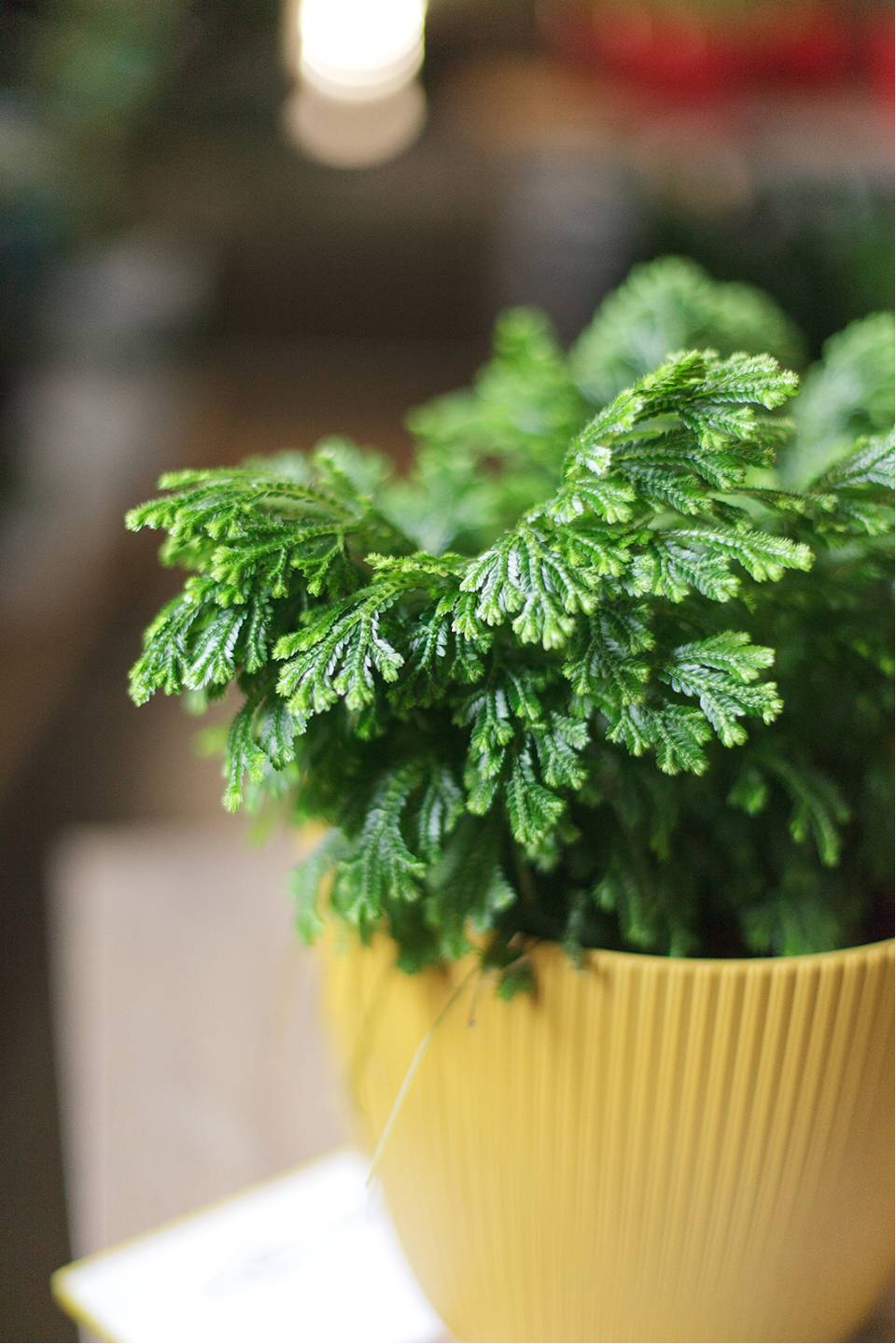 Селагинелла Джори (Selaginella Jori) 20 см - с добавлением зелени