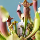 Саррацения (мухоловка) - быстрая доставка в Минске - миниатюра