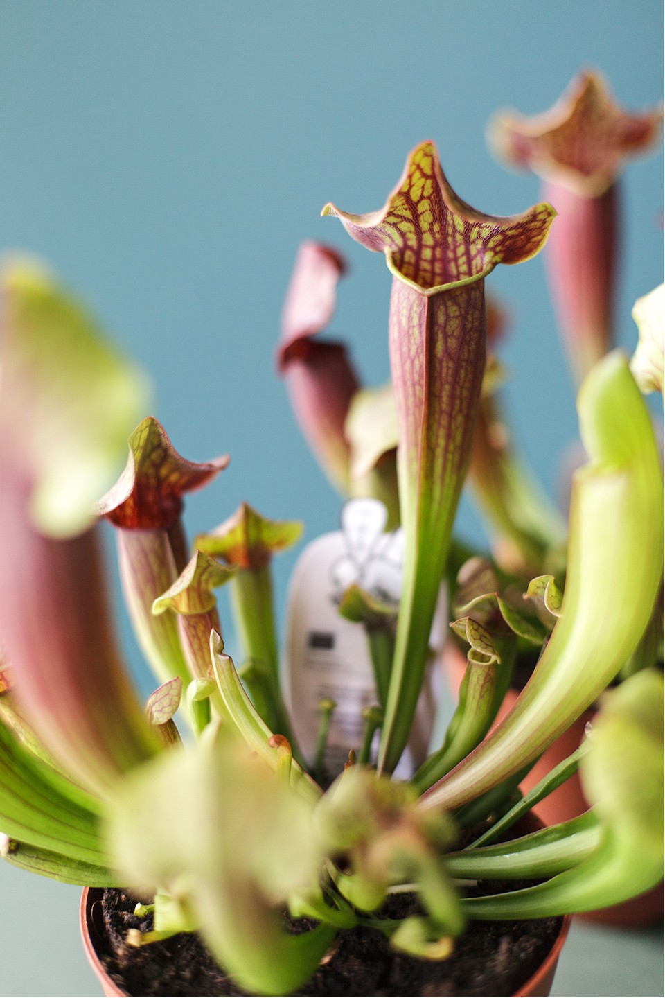 Саррацения (мухоловка) - быстрая доставка в Минске