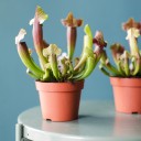 Саррацения (мухоловка) - для женщины/молодой пары - миниатюра